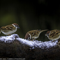 Buy canvas prints of A collection of sparrows by Don Nealon