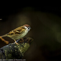 Buy canvas prints of Lone tree sparrow by Don Nealon