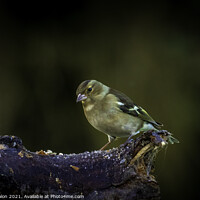 Buy canvas prints of Lively young Siskin posing for a portrait by Don Nealon