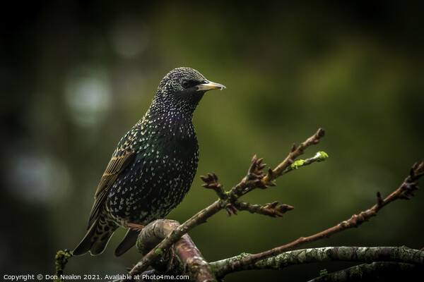 Majestic Starling on a Branch Picture Board by Don Nealon