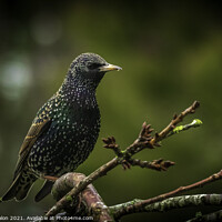 Buy canvas prints of Majestic Starling on a Branch by Don Nealon