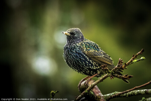 Majestic Starling on the Branch Picture Board by Don Nealon