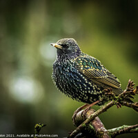 Buy canvas prints of Majestic Starling on the Branch by Don Nealon