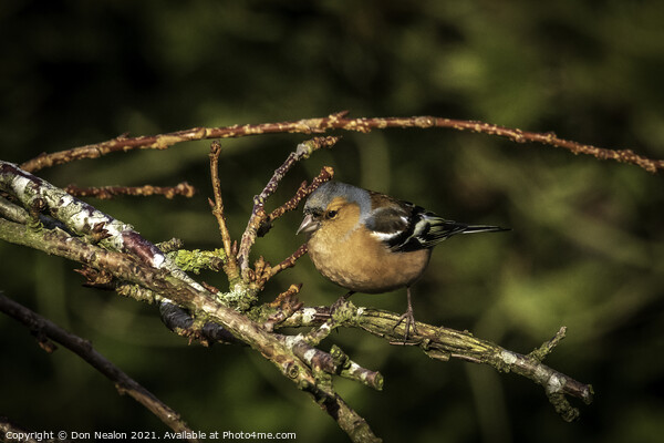 Majestic Chaffinch Sitting on Branch Picture Board by Don Nealon