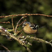 Buy canvas prints of Majestic Chaffinch Sitting on Branch by Don Nealon