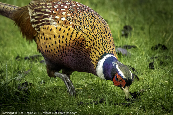 A Pheasant looking for food Picture Board by Don Nealon