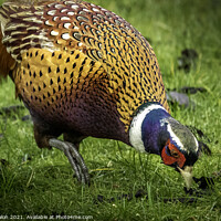 Buy canvas prints of A Pheasant looking for food by Don Nealon