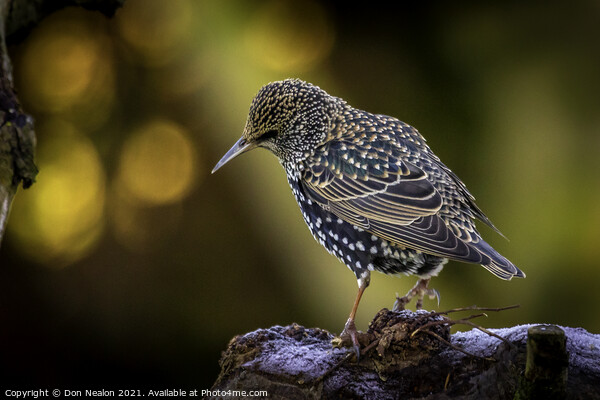 Regal Starling Gazing Out Picture Board by Don Nealon