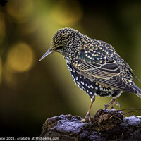 Buy canvas prints of Regal Starling Gazing Out by Don Nealon