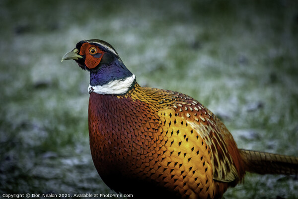 Majestic Frosty Pheasant Picture Board by Don Nealon