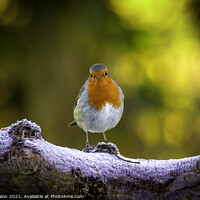 Buy canvas prints of Majestic RedBreasted Robin by Don Nealon