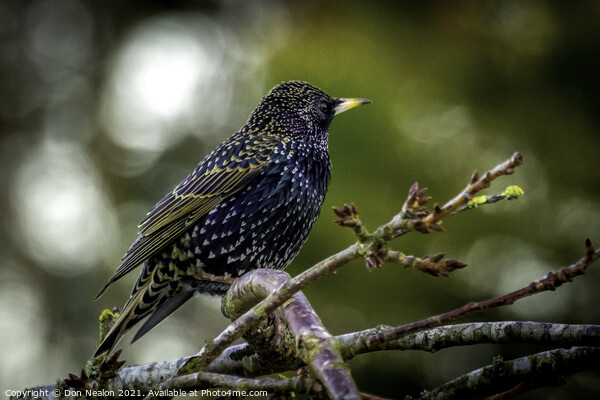 Majestic Starling Beauty Picture Board by Don Nealon