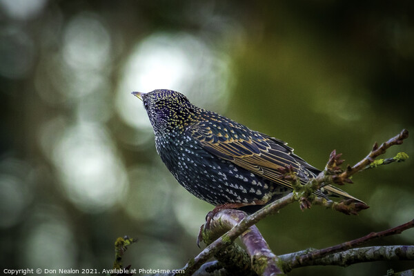 Majestic Starling on a Branch Picture Board by Don Nealon