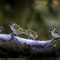 Buy canvas prints of Chirpy Family Reunion by Don Nealon