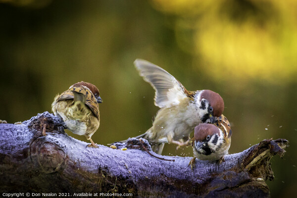 The Delightful Tree Sparrows Picture Board by Don Nealon