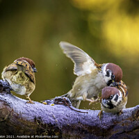 Buy canvas prints of The Delightful Tree Sparrows by Don Nealon