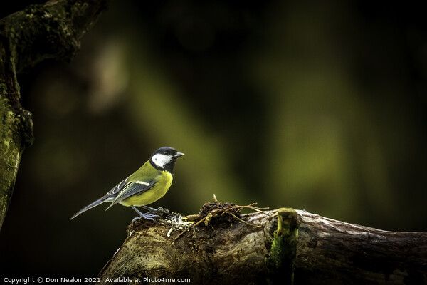 Majestic Great Tit on Perch Picture Board by Don Nealon