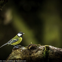 Buy canvas prints of Majestic Great Tit on Perch by Don Nealon