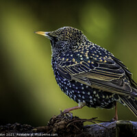 Buy canvas prints of Majestic Starling on a Branch by Don Nealon