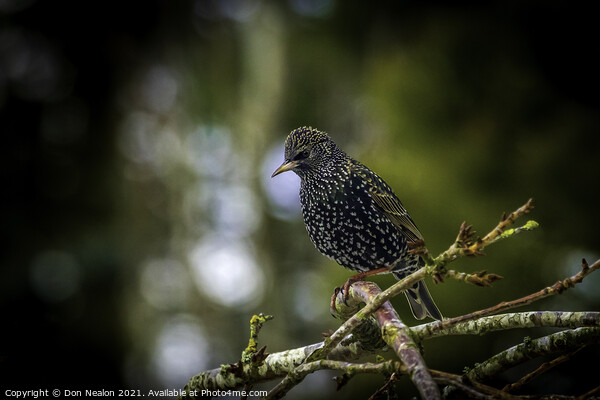 Starling perched on tree branch Picture Board by Don Nealon