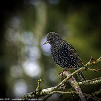 Buy canvas prints of Starling perched on tree branch by Don Nealon