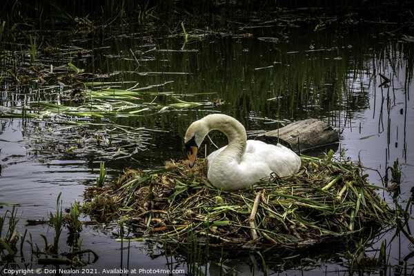 Serene Swan on Nest Picture Board by Don Nealon