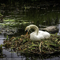 Buy canvas prints of Serene Swan on Nest by Don Nealon