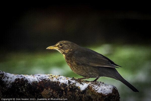 Female blackbird on a frosty morning Picture Board by Don Nealon