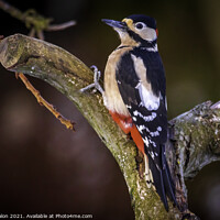 Buy canvas prints of Great spotted woodpecker by Don Nealon