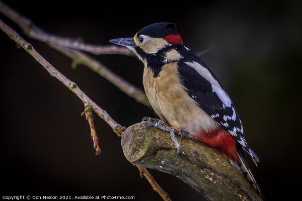 Great spotted woodpecker Picture Board by Don Nealon