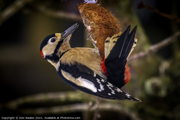 Great spotted woodpecker Picture Board by Don Nealon