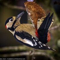 Buy canvas prints of Great spotted woodpecker by Don Nealon