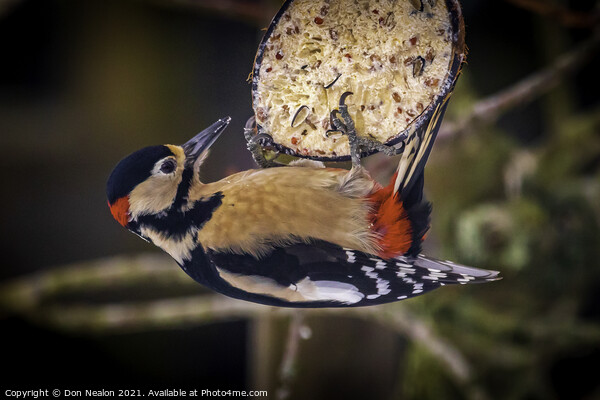 Majestic Great Spotted Woodpecker Picture Board by Don Nealon