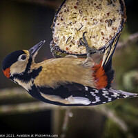 Buy canvas prints of Majestic Great Spotted Woodpecker by Don Nealon