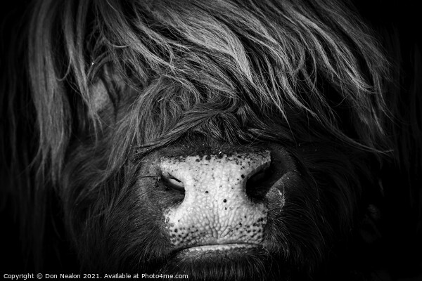 Majestic Highland Cow in Scotland Picture Board by Don Nealon