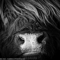 Buy canvas prints of Majestic Highland Cow in Scotland by Don Nealon