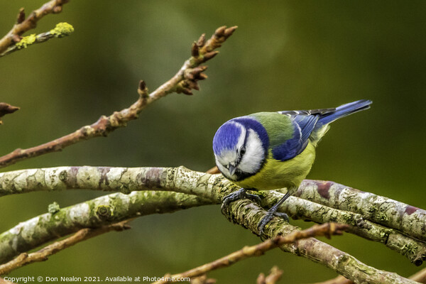 Vibrant Blue Tit Perched Picture Board by Don Nealon