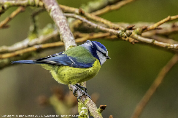 Blue tit, contemplation Picture Board by Don Nealon