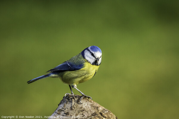 Bewitching Blue Tit Picture Board by Don Nealon