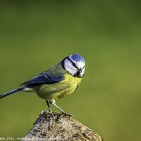 Buy canvas prints of Bewitching Blue Tit by Don Nealon