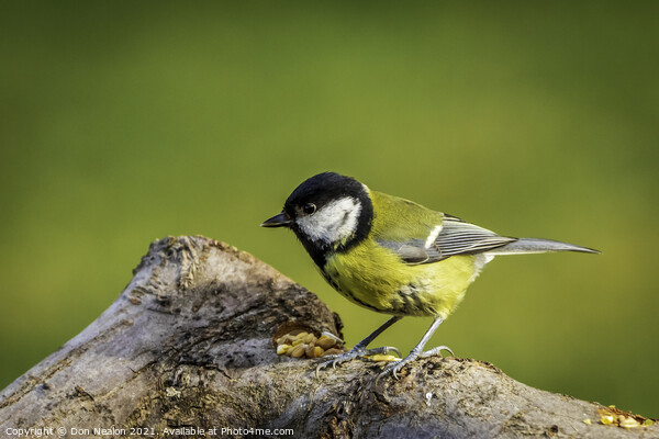 Great tit enjoying the seeds Picture Board by Don Nealon