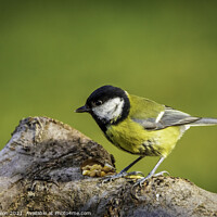Buy canvas prints of Great tit enjoying the seeds by Don Nealon