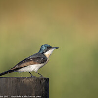 Buy canvas prints of Restless Flycatcher by Pete Evans