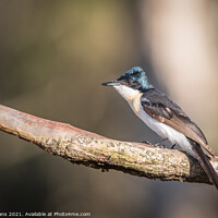 Buy canvas prints of Restless Flycatcher by Pete Evans