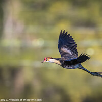 Buy canvas prints of A bird flying across a lake by Pete Evans
