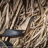 Buy canvas prints of A Snake in the Sun by Pete Evans