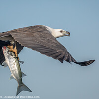 Buy canvas prints of Sea Eagle with fish by Pete Evans