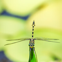 Buy canvas prints of Australian Tiger Dragonfly by Pete Evans