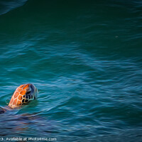 Buy canvas prints of The Loggerhead by Pete Evans