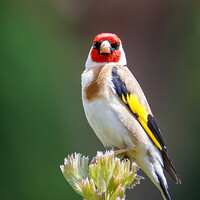 Buy canvas prints of The Goldfinch by Pete Evans